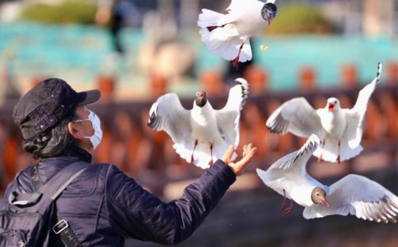 银川迎黑鹳成群到访 生态改善引候鸟栖居